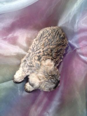 Female Schnoodle puppies for sale at purebredpups ready for Christmas 2013 -Professional Schnoodle Breeders since 1994 2